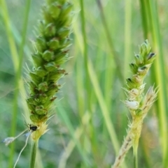 Setaria parviflora at Rugosa - 9 Mar 2024