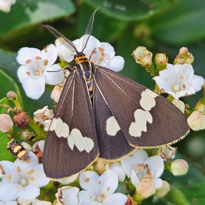 Nyctemera amicus (Senecio Moth, Magpie Moth, Cineraria Moth) at QPRC LGA - 11 Mar 2024 by MatthewFrawley