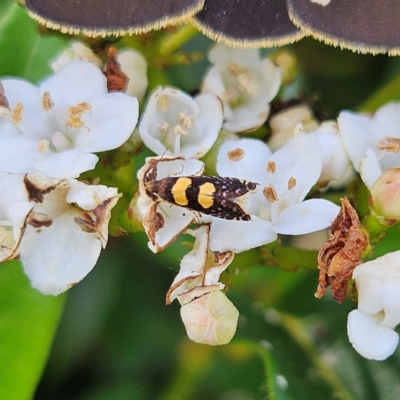 Glyphipterix chrysoplanetis (A Sedge Moth) at QPRC LGA - 11 Mar 2024 by MatthewFrawley