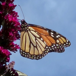 Danaus plexippus at QPRC LGA - 11 Mar 2024 04:20 PM