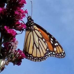 Danaus plexippus at QPRC LGA - 11 Mar 2024 04:20 PM