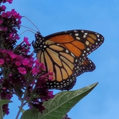 Danaus plexippus at QPRC LGA - 11 Mar 2024 04:20 PM