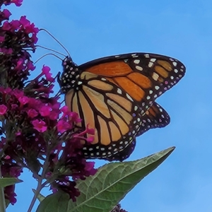 Danaus plexippus at QPRC LGA - 11 Mar 2024 04:20 PM