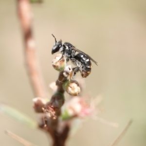 Lipotriches (Austronomia) ferricauda at Hall, ACT - 11 Mar 2024