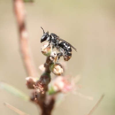 Lipotriches (Austronomia) ferricauda (Halictid bee) at Hall, ACT - 11 Mar 2024 by Anna123