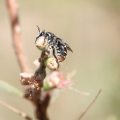 Lipotriches (Austronomia) ferricauda at Hall, ACT - 11 Mar 2024 12:43 PM