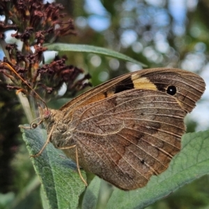 Heteronympha merope at QPRC LGA - 11 Mar 2024