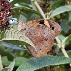 Heteronympha merope at QPRC LGA - 11 Mar 2024