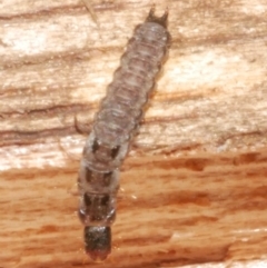 Unidentified Other Lacewing (several families) at Freshwater Creek, VIC - 7 Feb 2024 by WendyEM