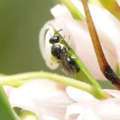Hylaeus (Prosopisteron) sp. (genus & subgenus) (Masked Bee) at Hall, ACT - 11 Mar 2024 by Anna123