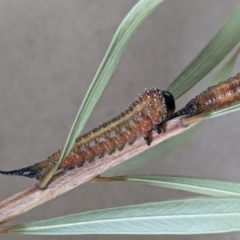 Pterygophorus cinctus (Bottlebrush sawfly) at Franklin, ACT - 11 Mar 2024 by chriselidie