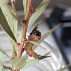 Pterygophorus cinctus at Franklin, ACT - 11 Mar 2024