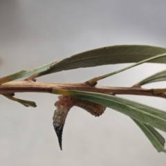 Pterygophorus cinctus at Franklin, ACT - 11 Mar 2024