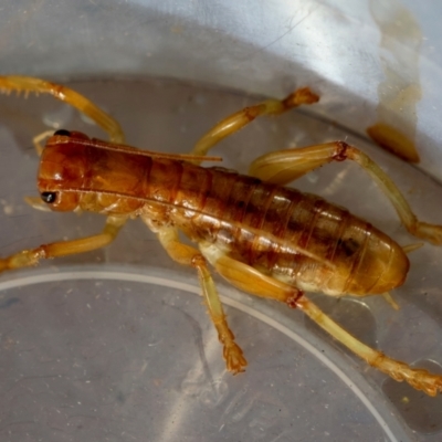 Arrolla sp. (genus) (Raspy Cricket) at Moruya, NSW - 11 Mar 2024 by LisaH