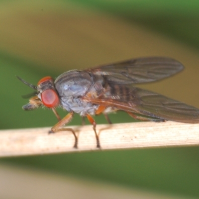 Unidentified True fly (Diptera) at Tinderry, NSW - 9 Mar 2024 by Harrisi