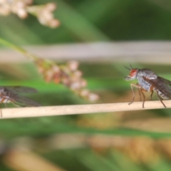 Tabanomorpha sp. (Parvorder) at Tinderry, NSW - 9 Mar 2024