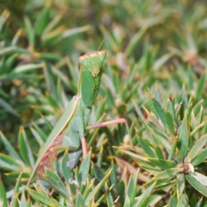 Orthodera ministralis at Tinderry Mountains - 9 Mar 2024