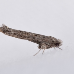 Zelleria cynetica (Rectangular Ermine Moth) at QPRC LGA - 10 Mar 2024 by DianneClarke