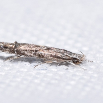 Leptozestis and Trachydora (genera) (A cosmet moth) at QPRC LGA - 10 Mar 2024 by DianneClarke