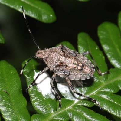 Unidentified Shield, Stink or Jewel Bug (Pentatomoidea) at Capalaba, QLD - 9 Mar 2024 by TimL