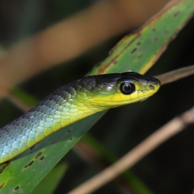 Dendrelaphis punctulatus (Green Tree Snake) at Capalaba, QLD - 10 Mar 2024 by TimL