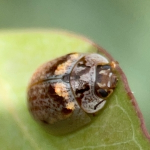 Paropsisterna m-fuscum at Holtze Close Neighbourhood Park - 11 Mar 2024