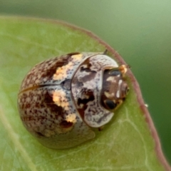 Paropsisterna m-fuscum at Holtze Close Neighbourhood Park - 11 Mar 2024