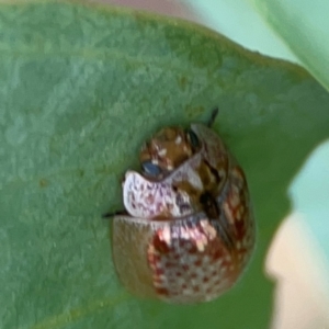 Paropsisterna m-fuscum at Holtze Close Neighbourhood Park - 11 Mar 2024 05:14 PM