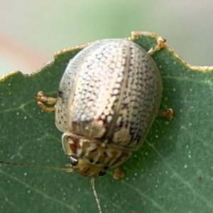 Paropsisterna decolorata at Holtze Close Neighbourhood Park - 11 Mar 2024 04:59 PM