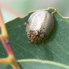 Paropsisterna decolorata at Holtze Close Neighbourhood Park - 11 Mar 2024 04:59 PM