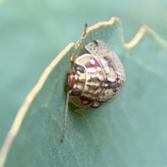 Paropsisterna decolorata at Holtze Close Neighbourhood Park - 11 Mar 2024 04:59 PM