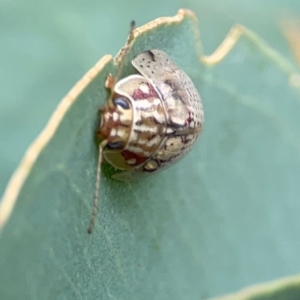 Paropsisterna decolorata at Holtze Close Neighbourhood Park - 11 Mar 2024 04:59 PM