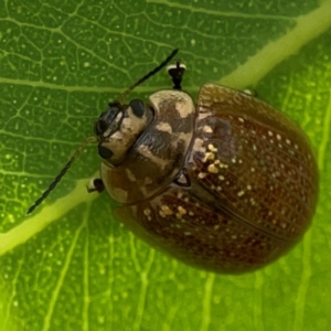 Paropsisterna cloelia at Holtze Close Neighbourhood Park - 11 Mar 2024