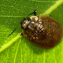 Paropsisterna cloelia at Holtze Close Neighbourhood Park - 11 Mar 2024 04:18 PM