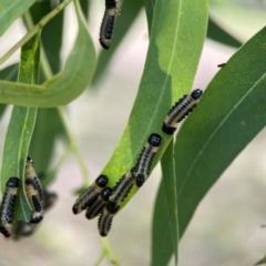 Paropsisterna cloelia at Holtze Close Neighbourhood Park - 11 Mar 2024