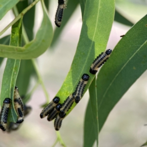 Paropsisterna cloelia at Holtze Close Neighbourhood Park - 11 Mar 2024