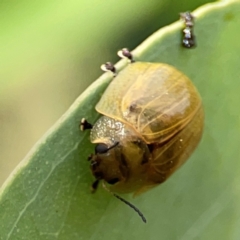 Paropsisterna cloelia at Holtze Close Neighbourhood Park - 11 Mar 2024 04:18 PM