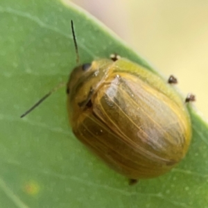 Paropsisterna cloelia at Holtze Close Neighbourhood Park - 11 Mar 2024 04:18 PM