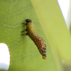 Paropsisterna beata at Hackett, ACT - 11 Mar 2024 03:59 PM