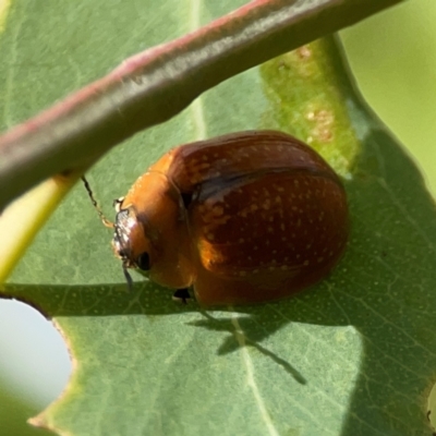 Paropsini sp. (tribe) (Unidentified paropsine leaf beetle) at Holtze Close Neighbourhood Park - 11 Mar 2024 by Hejor1