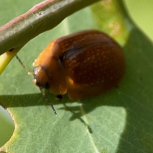 Paropsini sp. (tribe) at Holtze Close Neighbourhood Park - 11 Mar 2024 04:18 PM