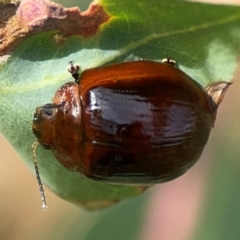 Paropsini sp. (tribe) (Unidentified paropsine leaf beetle) at Holtze Close Neighbourhood Park - 11 Mar 2024 by Hejor1