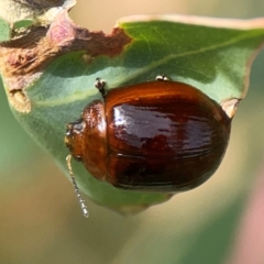 Paropsini sp. (tribe) at Holtze Close Neighbourhood Park - 11 Mar 2024