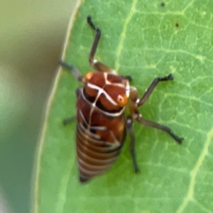 Eurymeloides punctata at Holtze Close Neighbourhood Park - 11 Mar 2024 04:27 PM