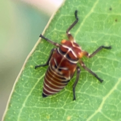 Eurymeloides punctata at Holtze Close Neighbourhood Park - 11 Mar 2024