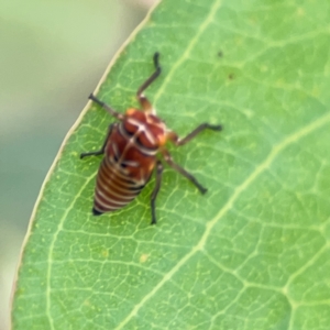 Eurymeloides punctata at Holtze Close Neighbourhood Park - 11 Mar 2024 04:27 PM