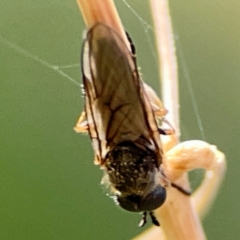 Odontomyia hunteri - 1 Jan 1900 by Hejor1