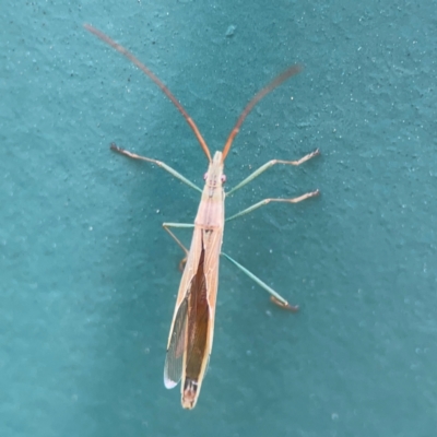 Mutusca brevicornis (A broad-headed bug) at Hackett, ACT - 11 Mar 2024 by Hejor1