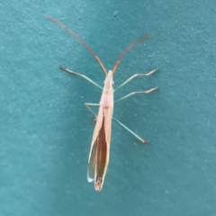 Mutusca brevicornis at Hackett, ACT - 11 Mar 2024