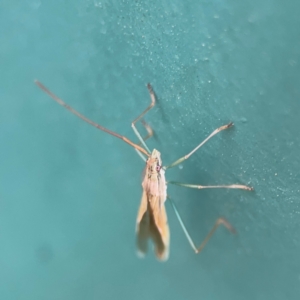 Mutusca brevicornis at Hackett, ACT - 11 Mar 2024